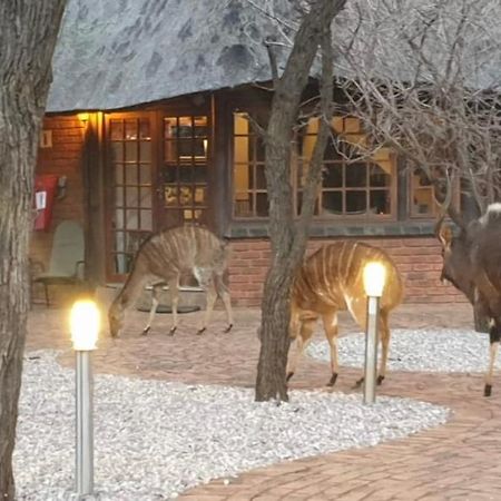 Makhato Bush Lodge 3 벨라벨라 외부 사진